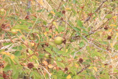 Rosa rubiginosa