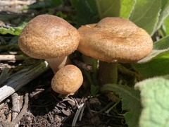 Gymnopilus ventricosus