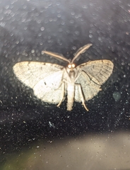 Aethalura intertexta