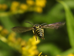 Ancistrocerus adiabatus
