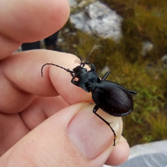 Carabus problematicus