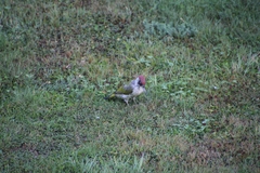 Picus viridis