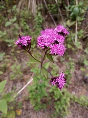 Stevia