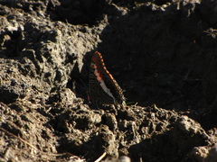Charaxes saturnus