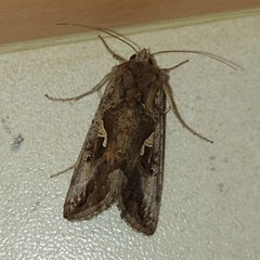 Autographa
