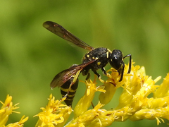 Ancistrocerus adiabatus