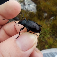 Carabus problematicus