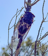 Lyristes plebejus