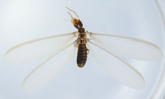 Reticulitermes hesperus