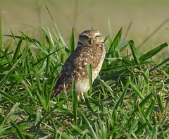 Athene cunicularia