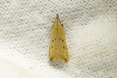 Dichomeris limosellus