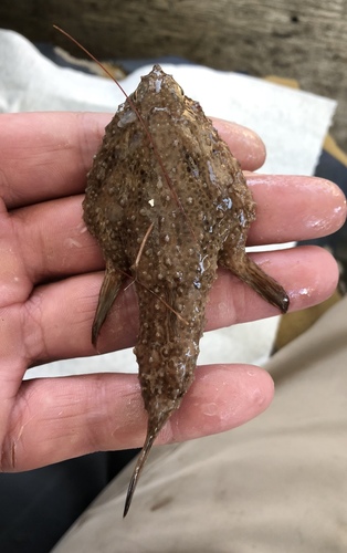 Bespikkelde vleermuisvis (Ogcocephalus pantostictus) — Ogcocephalidae — 4