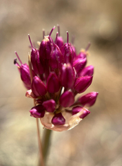 Allium sphaerocephalon