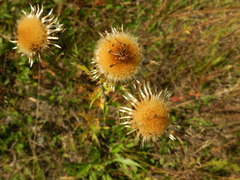 Carlina biebersteinii