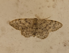 Idaea