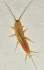 Coletinia