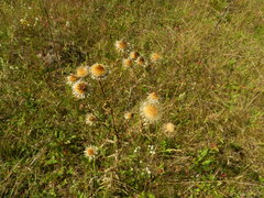Carlina biebersteinii