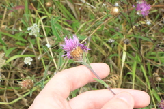Centaurea nigra
