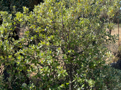 Quercus rotundifolia