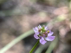 Polygala curtissii