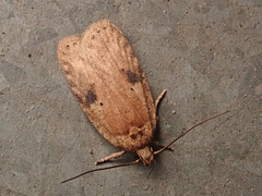 Agonopterix