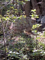 Archilochus alexandri