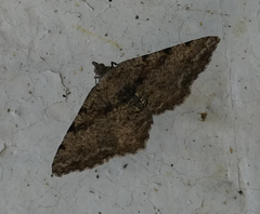 Digrammia gnophosaria