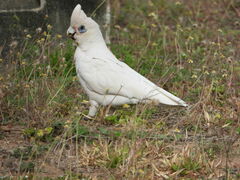 Cacatua sanguinea