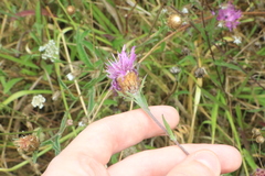 Centaurea nigra