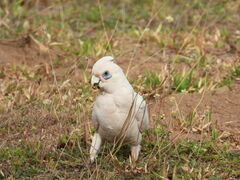 Cacatua sanguinea