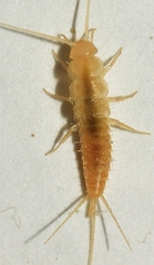 Coletinia