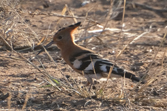 Upupa epops africana