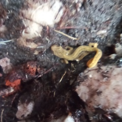 Lissotriton