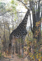Giraffa camelopardalis giraffa