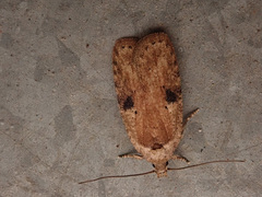 Agonopterix