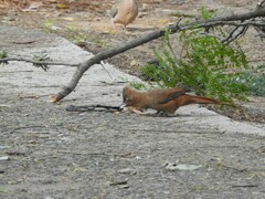 Pseudoseisura lophotes