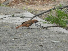 Pseudoseisura lophotes