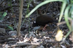 Megapodius reinwardt