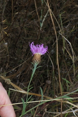 Centaurea nigra