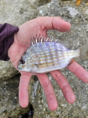 Archosargus rhomboidalis