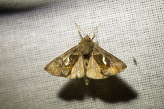Macdunnoughia confusa