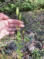 Gentianopsis