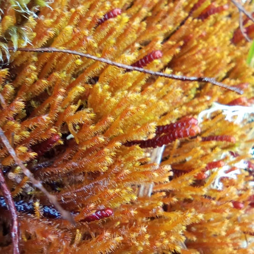 Northern Prongwort (Herbertus borealis)