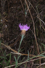 Centaurea nigra
