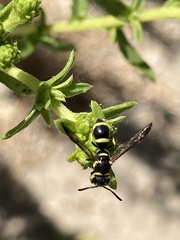 Parancistrocerus declivatus