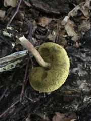 Boletus chrysenteron image
