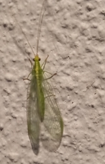 Neuroptera
