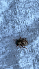 Calligrapha philadelphica