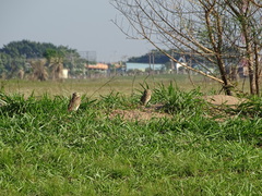 Athene cunicularia