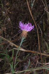 Centaurea nigra